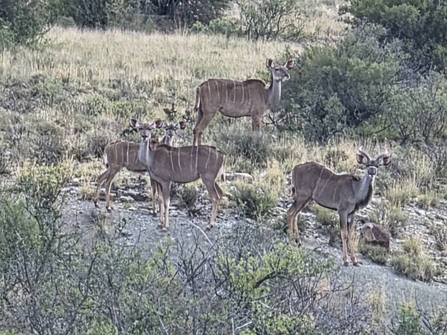 0 Bedroom Property for Sale in Middelburg Rural Eastern Cape